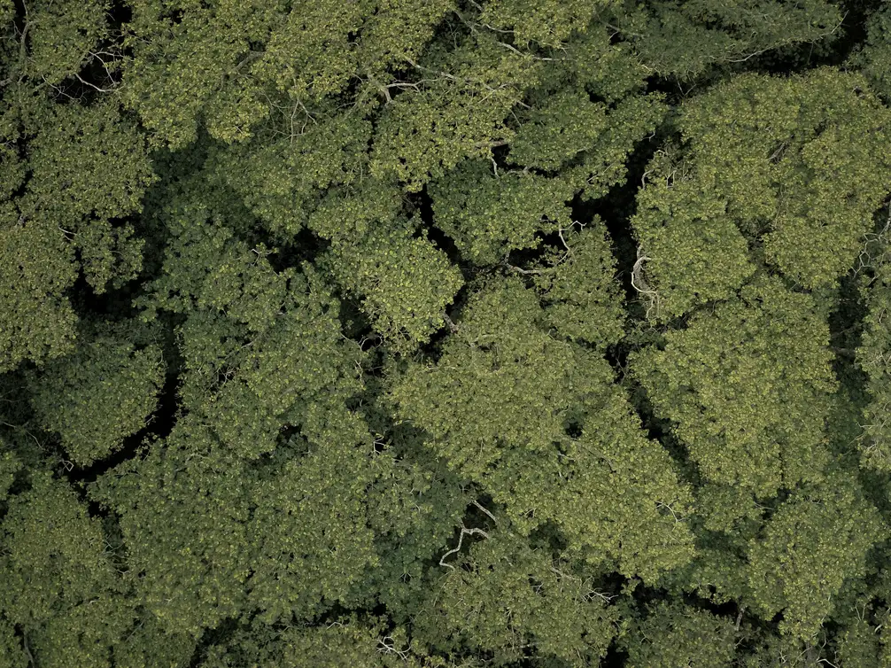 Aerial view of dense forest canopy